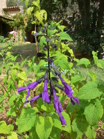 vignette salvia guaranitica