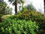 vignette Euphorbia Mellifera