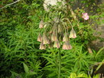 vignette Nectaroscordum siculum = Allium bulgaricum