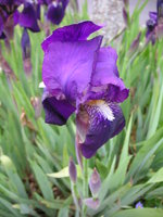 vignette Iris germanica - Iris des jardins