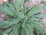 vignette Echium vulgare - Viprine commune