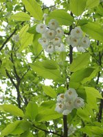 vignette Halesia monticola /  Styracaceae /  s-e USA