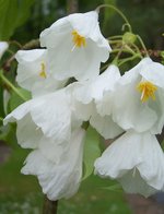 vignette Halesia monticola /  Styracaceae /  s-e USA