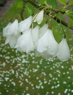 vignette Halesia monticola  / Styracaceae / s-e USA