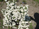 vignette olearia scillonensis en pleine floraison