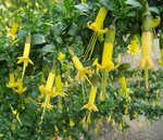 vignette Vestia foetida  / Solanaceae  / Chili