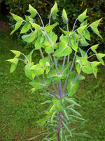 vignette Euphorbia  amygdaloides / Euphorbe des bois