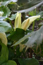 vignette Arum italicum ssp. albispathum