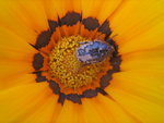 vignette Oxythyrea funesta, attaque sur gazania