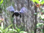 vignette le monstre du phlomis... attaque frontale !!! (xylocope violet)