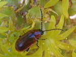 vignette Criocre du lys - Lilioceris lilii