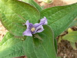 vignette clmatis integrifolia