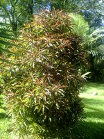 vignette foetidia mauritiana ou bois puant endémique Réunion