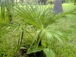 vignette trachycarpus wagnerianus