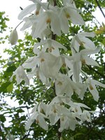 vignette Halesia diptera var. magniiflora / Styracaceae /  s-e USA