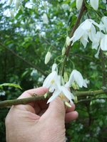 vignette Halesia diptera var. magniiflora / Styracaceae  / s-e USA