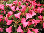 vignette Rhododendron Winsome