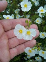 vignette Halimium umbellatum / Cistaceae /  Rgion mditerranenne