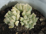 vignette Echeveria runyoni 'Topsy Turvy'