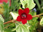 vignette Dianthus deltoides - Oeillet deltoides
