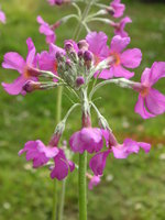 vignette Primula bulleyana ssp beesiana - Primevre candlabre