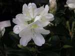 vignette Rhododendron 'Chionoides'