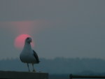 vignette mouette sur le Rio Guadiana