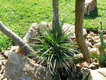 vignette Fascicularia bicolor