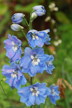 vignette Delphinium