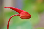 vignette Tropaeolum tuberosum