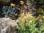 vignette sedum palmeri (au centre) et sedum spathulifolium 'Cape Blanco' ( gauche)