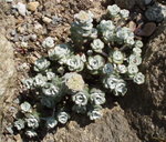vignette sedum spathulifolium 'Cape Blanco'