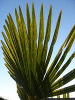 vignette Trachycarpus variegata striata