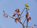 vignette Erythrina variegata