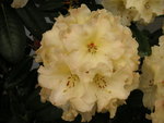 vignette Rhododendron  'Horizon Monarch'