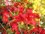 vignette Rhododendron 'Wallowa Red'