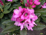 vignette Rhododendron  'Kokardia'