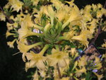 vignette Rhododendron  'Narcissiflora'