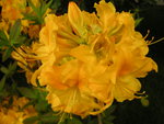 vignette Rhododendron 'Lingot d'or'