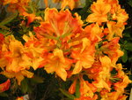 vignette Rhododendron 'Kentuky Minstrel'