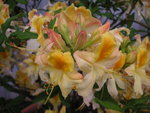 vignette Rhododendron 'Toucan