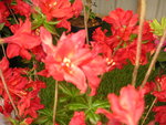 vignette Rhododendron  'Wallowa Red'