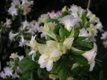 vignette Rhododendron 'Tauton Lace'