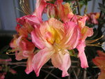 vignette Rhododendron 'Berry Rose' -Azale caduque