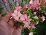 vignette Rhododendron 'Corneille' - Azale caduque