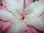 vignette Rhododendron x Gand 'Corneille' - Azale caduque