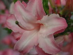 vignette Rhododendron x Gand 'Corneille' - Azale caduque