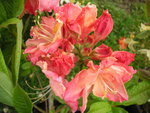 vignette Rhododendron  'Cecile'