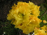 vignette Rhododendron  'Frilly Lemon' -Azale caduque