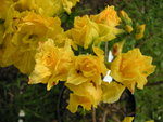 vignette Rhododendron 'Frilly Lemon' -Azale caduque